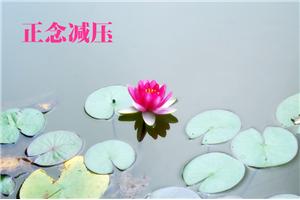 正念减压八周课程（第二期）