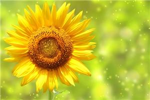 第四十一期欧文·亚隆团体咨询体验与成长沙龙