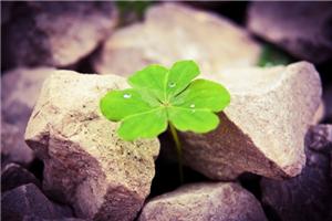 国证“生命教育导师”新春开班大优惠