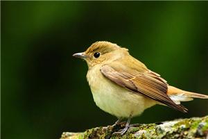 小鸟为什么唱歌