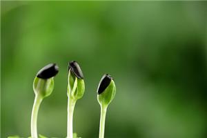 生命的当务之急