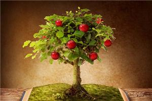 一棵苹果树的故事