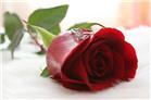 独一无二的玫瑰