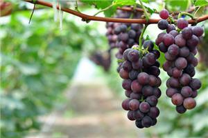 心情不好的时候，吃什么好？