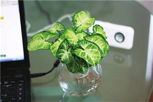 办公室养植物，有助于提高工作效率