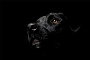 我的黑狗名叫抑郁