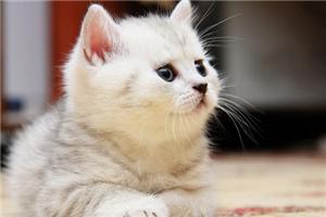 心理学上的踢猫效应