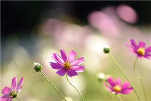 投射效应是什么呢？