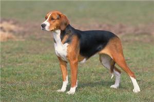 心灵启示：一只咬舌自尽的狗