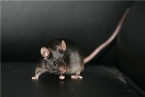 你不知道的老鼠心理学