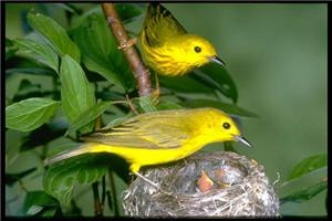 由树枝与鸟巢谈固执