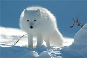 六只狐狸的故事