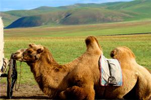 人类意识分为：骆驼、狮子与赤子