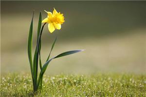 心理咨询师解析马桶效应