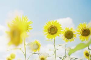 早安心语：学会舍弃