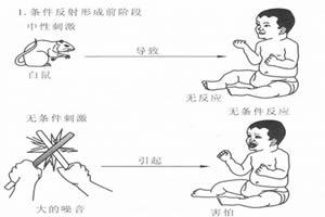 华生小艾尔伯特实验