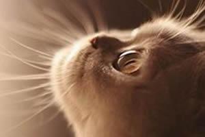 早安心语：你值得看看，句句入心的语录