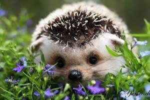 早安心语：你懂爱情吗？进来看看吧！