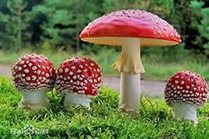写给新入职的员工：如何克服蘑菇效应