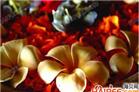 即使是一块石头，也能开花也能飞