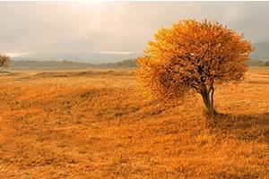 从每个所谓的困境跃上自由的蓝天