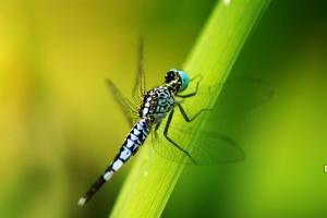 用一只蜻蜓讲个教育的故事