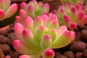 精神分析：儿童攻击性的精神分析式解读