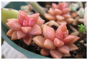 精神分析视角下的教育——光有爱还不够