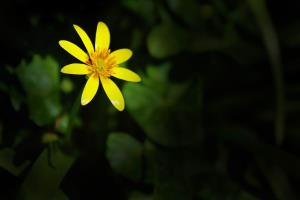 强迫症的精神分析