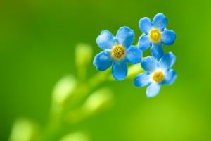 精神分析和青春期