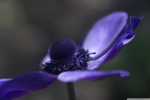 精神分析：童年经历与婚姻关系