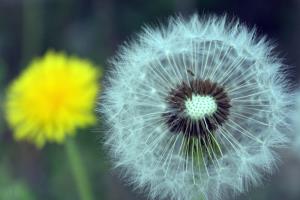 催眠的真相 | 从西红柿、城堡和圣经说起